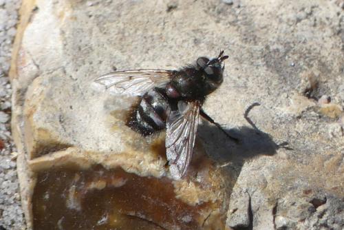 Panzeria puparum